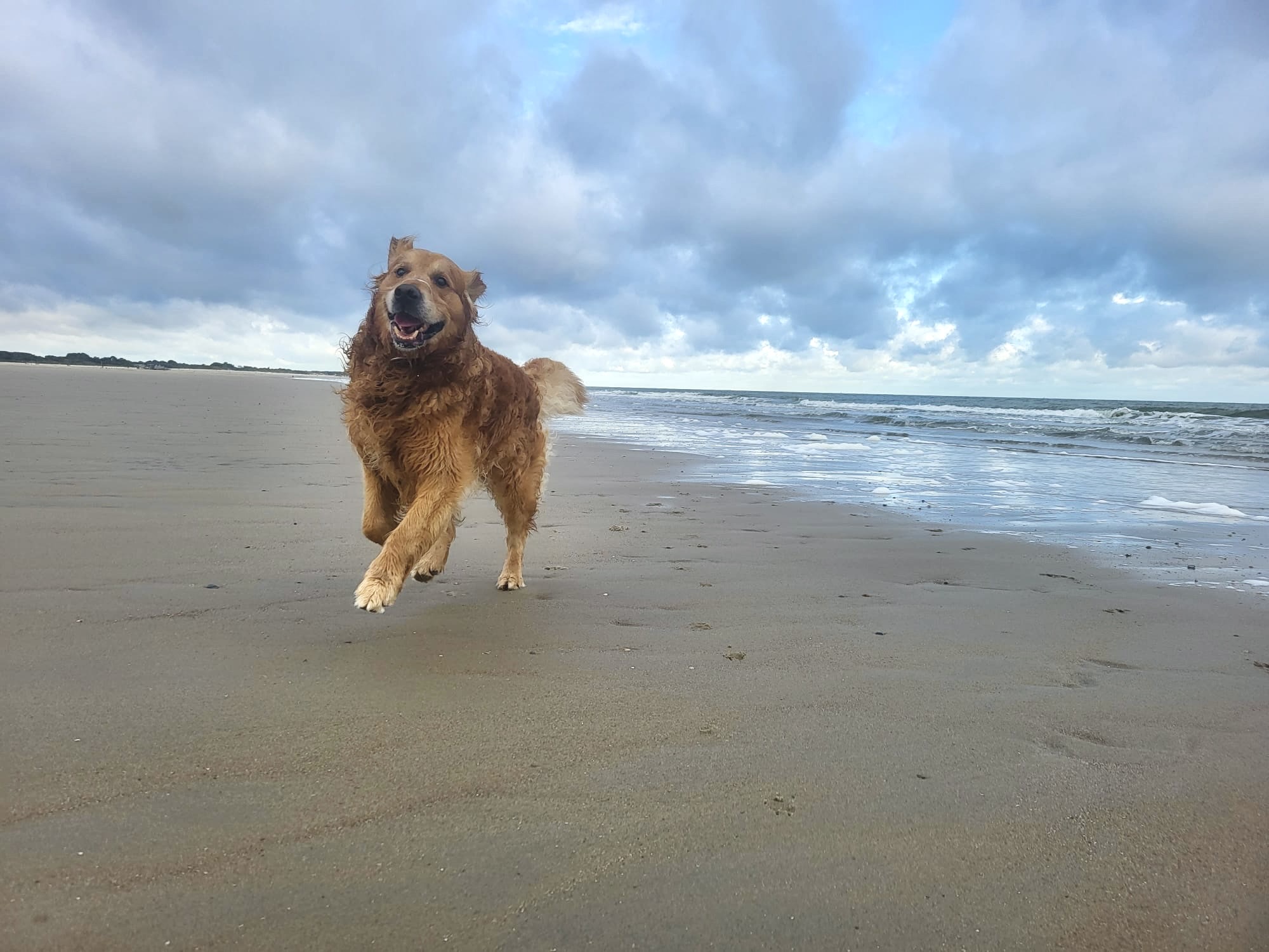 Hond aan zee Camping Anna Friso